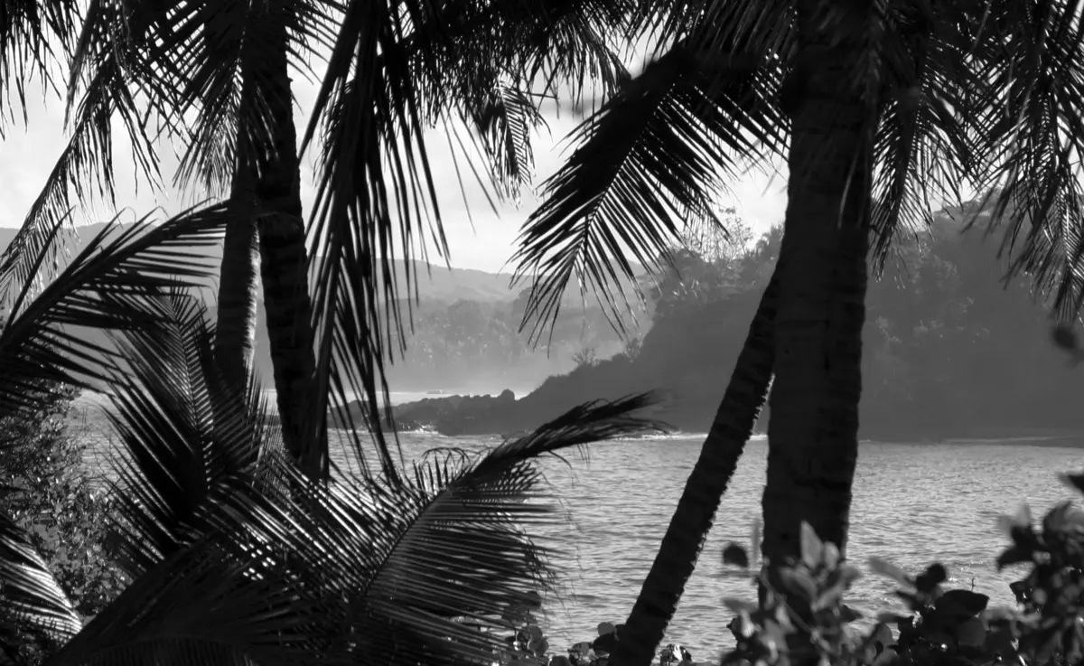 A misty cove framed by palm trees, in black and white