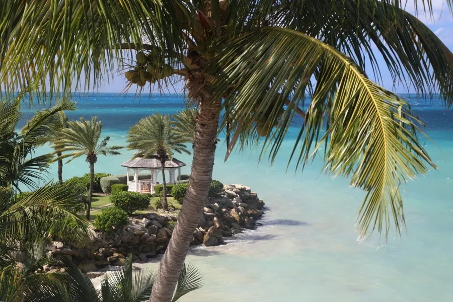 A leaning palm over a pale beach