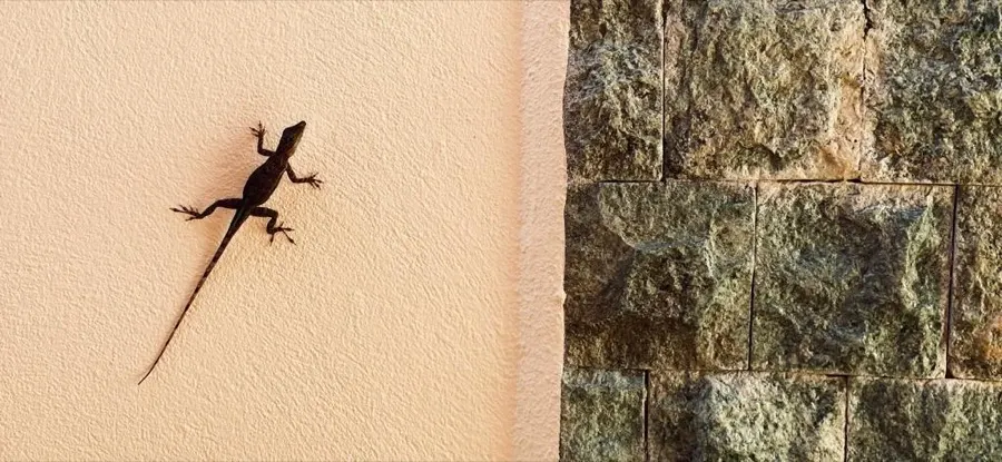 A lizard posing on a sunlit wall