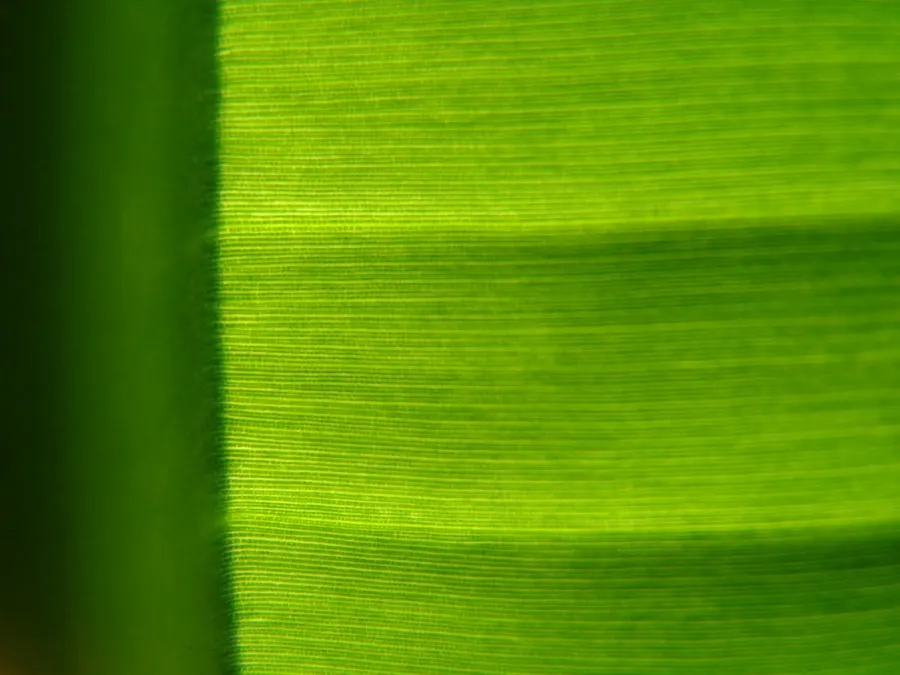 Sunlight through a vivid green banana leaf