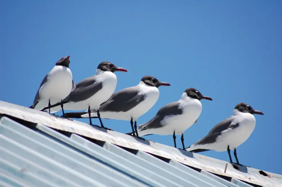 Gulls standing in an orderly line on a tin roof