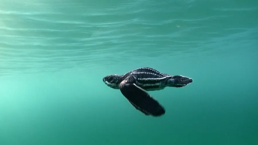 A turtle swimming through clear turquoise water